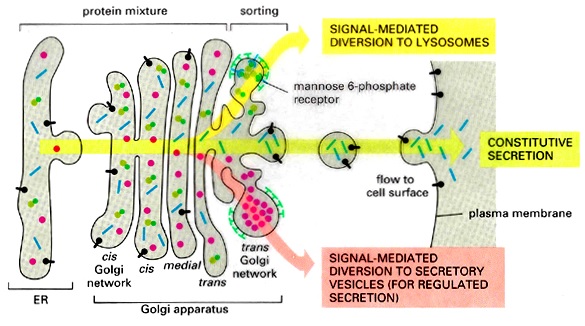 What is the function of the Golgi complex? | Socratic
