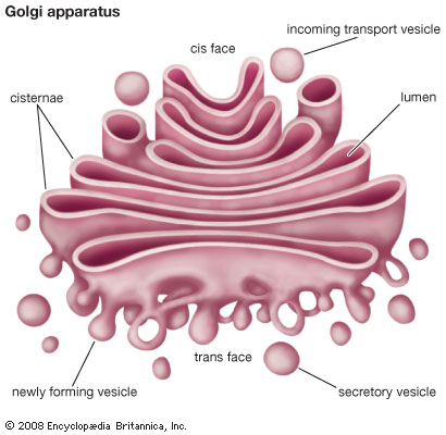 https://www.britannica.com/science/Golgi-apparatus