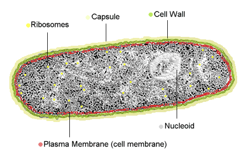 http://dtc.pima.edu/blc/182/lesson4/prokaryotes/prokaryotespage1.htm