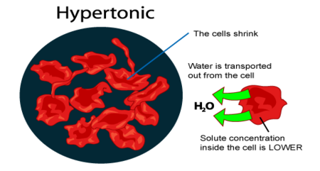 https://socratic.org/questions/if-a-cell-is-soaked-in-a-hypertonic-solution-will-it-swell-or-shrink