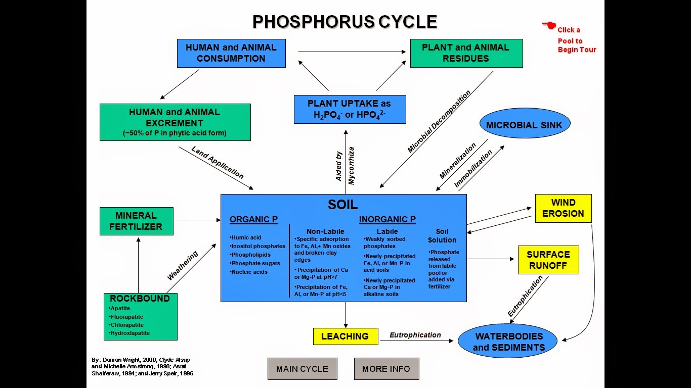biotic and abiotic cycle