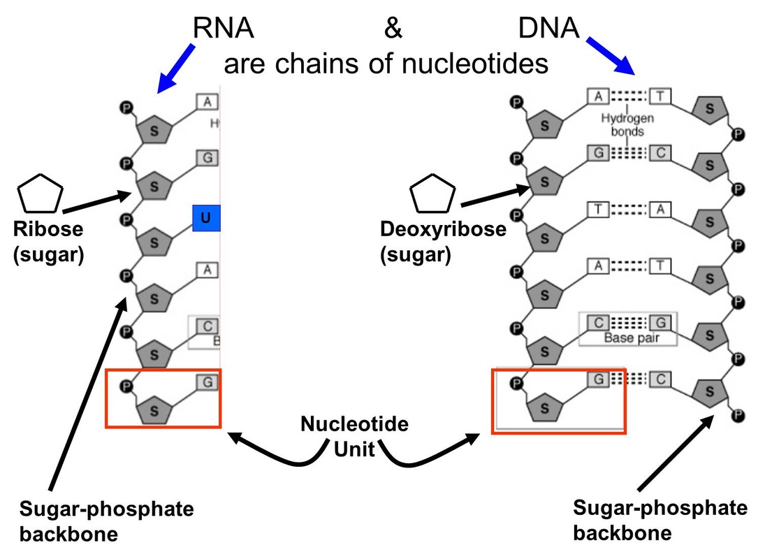 http://cahsbiology.weebly.com/nucleotides.html