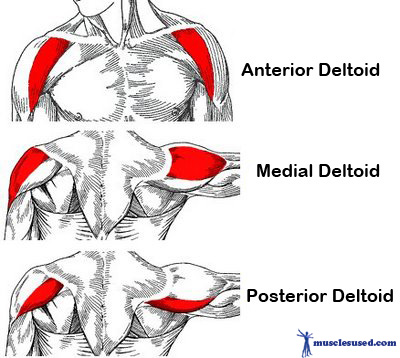 What is the action of the deltoid muscle? | Socratic