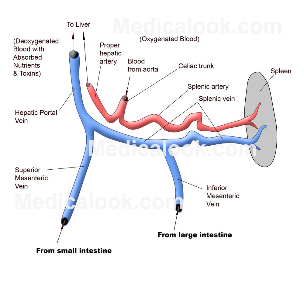 What are the three veins that form/empty into the hepatic portal vein ...