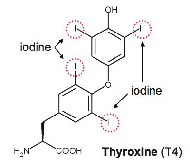 Which Mineral Is Necessary For Proper Synthesis And Function Of The Hormone Thyroxine Socratic