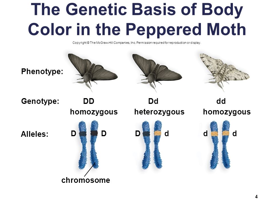 http://slideplayer.com/10786302/38/images/4/The+Genetic+Basis+of+Body+Color+in+the+Peppered+Moth.jpg