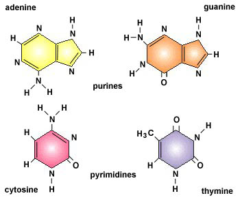 http://sbi4u3.weebly.com/structure-of-biochemical-compounds.html