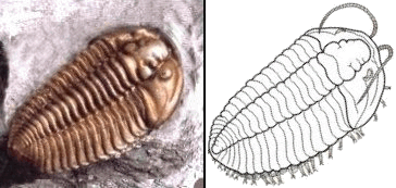 http://www.trilobites.info/trilobite.htm