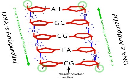 http://cnx.org/contents/k6E8Y6SA@8/Primary-DNA-Molecular-Structur