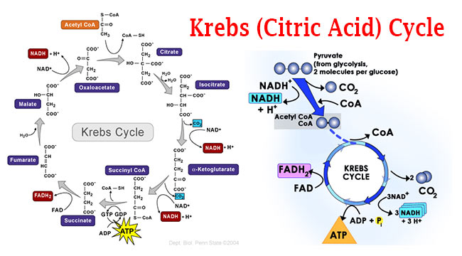 https://microbiologyinfo.com/krebs-citric-acid-cycle-steps-by-steps-explanation/