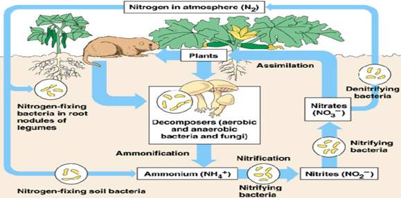 explain and draw a neat diagram of nitrogen cycle...​ - Brainly.in