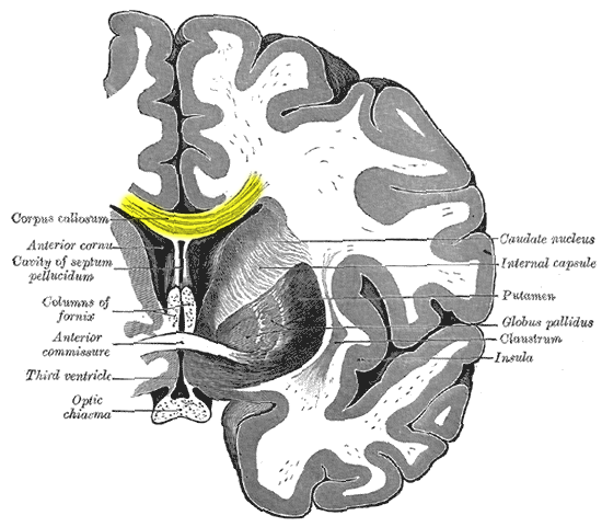 http://en.es-static.us/upl/2014/05/Grays-Anatomy-corpus-callosum.png