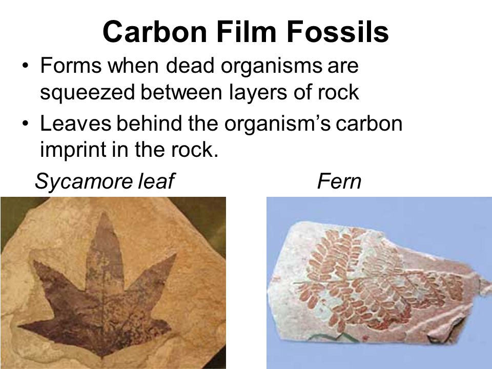 How does a carbon film fossil form? | Socratic
