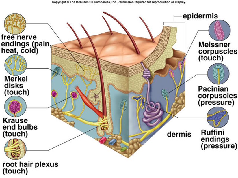 nerve endings of skin