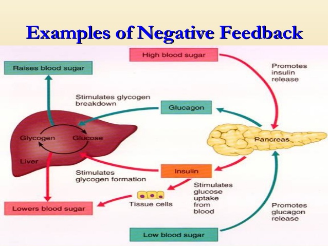 What Is Negative Feedback In The Body Example