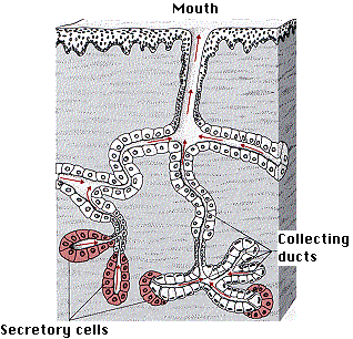 http://www.biology-pages.info/E/ExocrineGlands.html