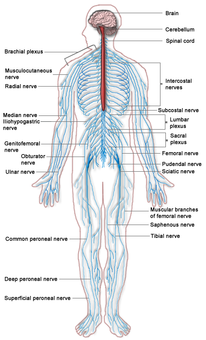 What makes up the peripheral nervous system? + Example