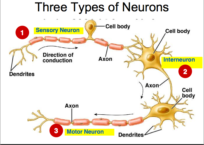 What kind of neuron is the most abundant in the human body? | Socratic