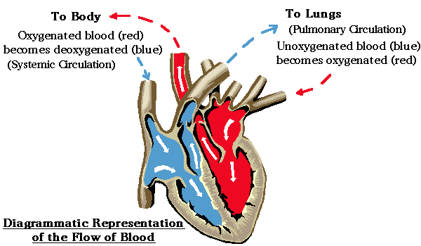 http://slideplayer.com/9388585/28/images/5/Two+Pathways+Pulmonary+Circulation+Systemic+Circulationjpg