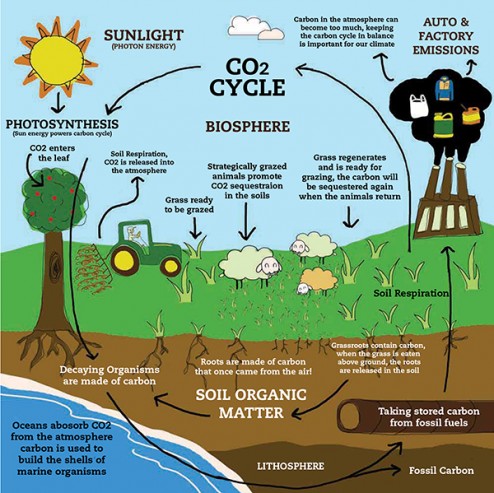 How does the carbon cycle affect humans? | Socratic