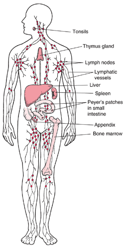 the difference in lymphatic function in health and disease state