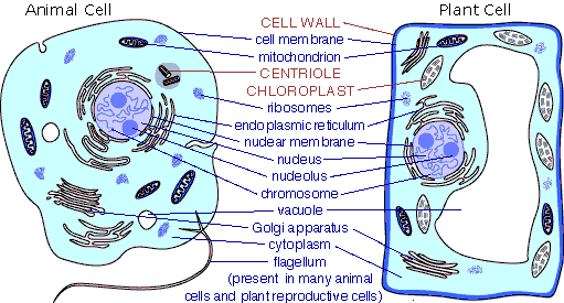 http://biology.tutorvista.com/animal-and-plant-cells/animal-cell.html