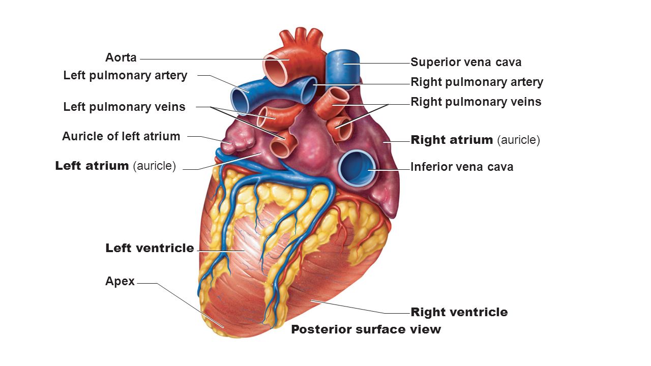 What does the pulmonary vein do? | Socratic
