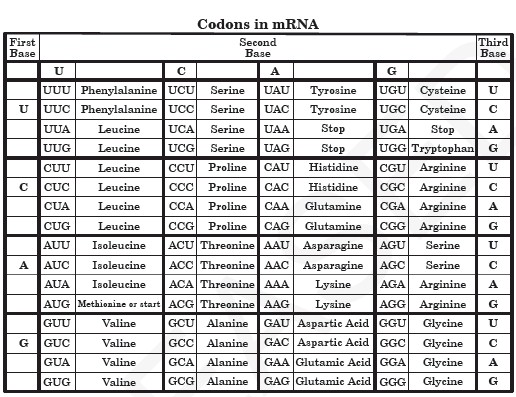 amino acid sequence chart mrna