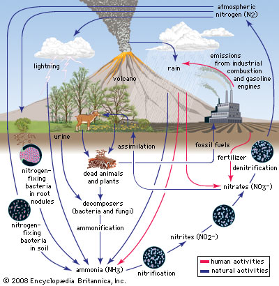 https://www.britannica.com/science/nitrogen-cycle