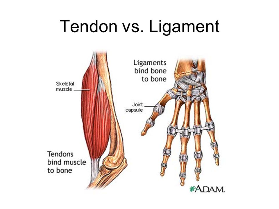 What is the term for a long, flexible band of connective tissue that