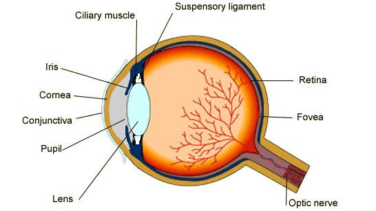 omzeilen ik luister naar muziek versieren What are the functions of the cornea, pupil, lens, retina, and optic nerve?  | Socratic