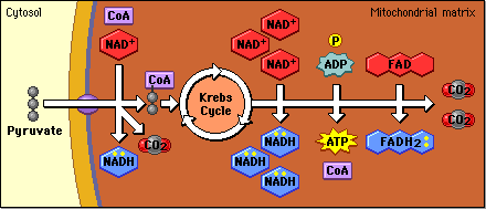 http://www.phschool.com/science/biology_place/biocoach/cellresp/krebs.html