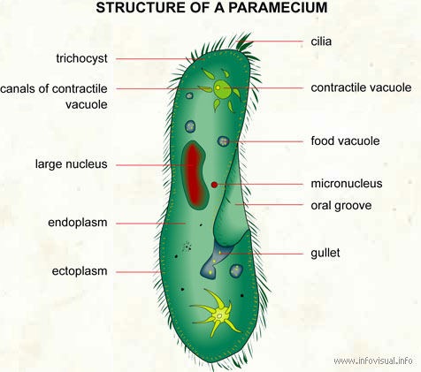www.infovisual.info/02/img_en/004%20Structure%20of%20a%20paramecium.jpg