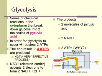 Glycolysis in cytoplasm