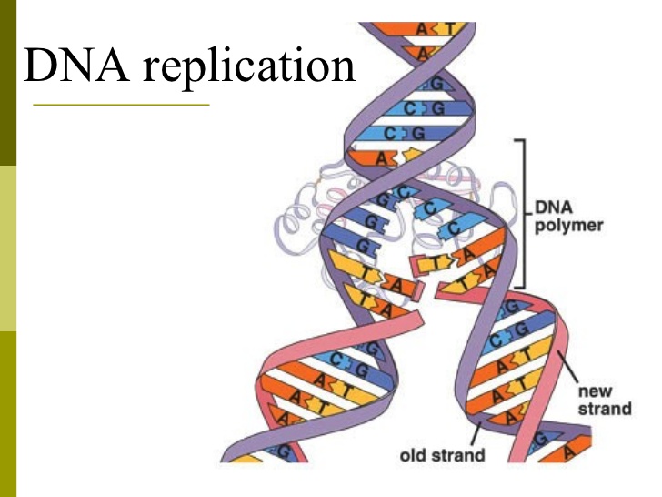 How Is Protein Synthesis Different From Dna Replication Socratic