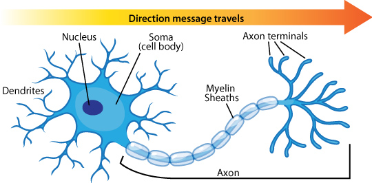 from axon to dendrite
