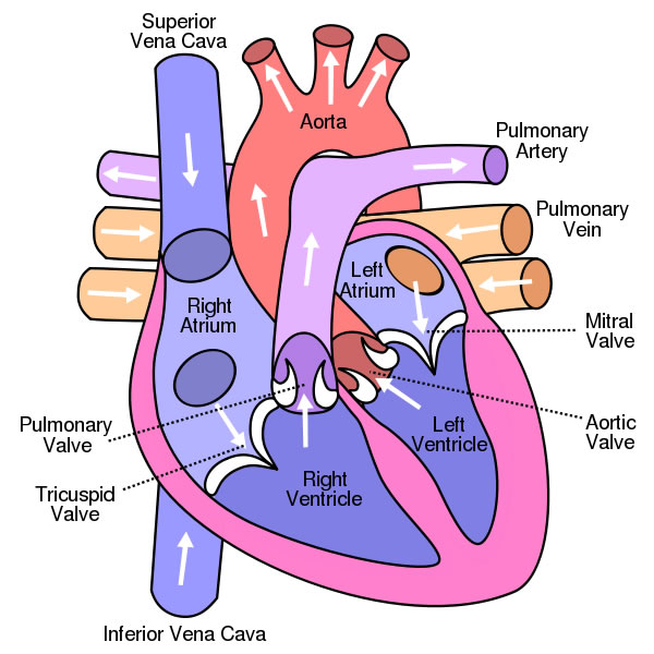 http://www.sciencekids.co.nz/pictures/humanbody/heartdiagram.html