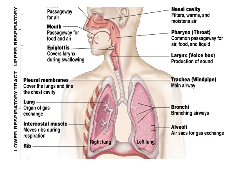 passageway for air to travel into the lungs