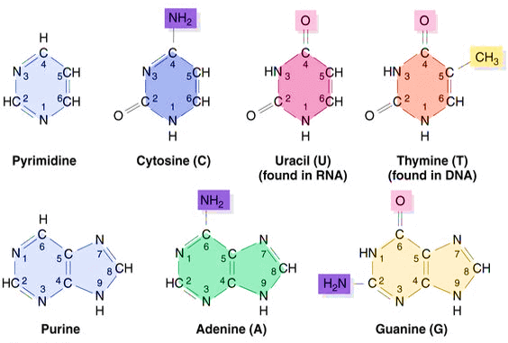 http://epomedicine.com/medical-students/purine-pyrimidines-structure-synthesis-metabolism/