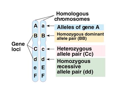 https://sites.google.com/a/canacad.ac.jp/sl-hl-1-biology-4-ferguson/07-meiosis/3-2-chromosomes