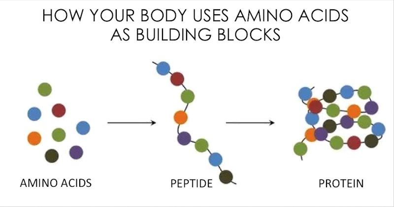 https://juicing-for-health.com/amino-acids-and-proteins