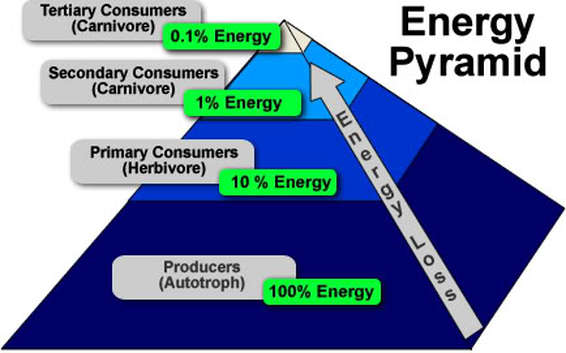 How much energy is transferred from primary consumer to secondary ...