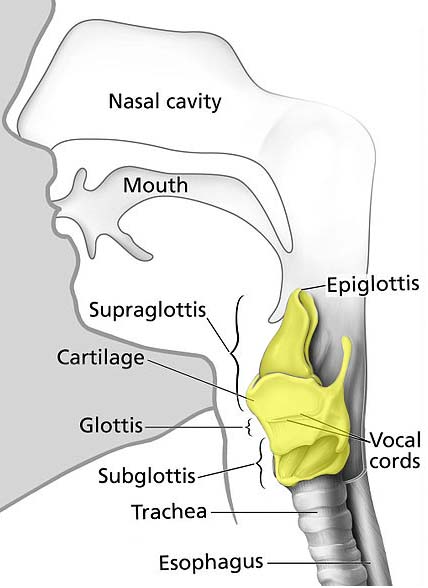 http://teachmeanatomy.info/wp-content/uploads/Overview-of-the-Larynx..jpg