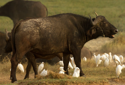 If Cattle Egrets Removed Ticks From Cape Buffalo Would Their
