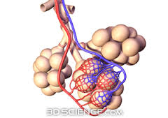 http://www.3dscience.com/3D_Images/Human_Anatomy/Respiratory/Alveoli/Alveoli.php