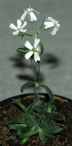 http://www.nytimes.com/2012/02/21/science/new-life-from-an-arctic-flower-that-died-32000-years-ago.html