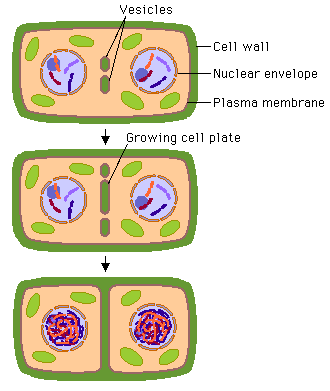 How is cytokinesis different in plant cells as compared to animal cell? |  Socratic