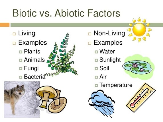https://www.tes.com/lessons/fVOs2YT9KnH5sg/abiotic-and-biotic-factors-in-an-ecosystem