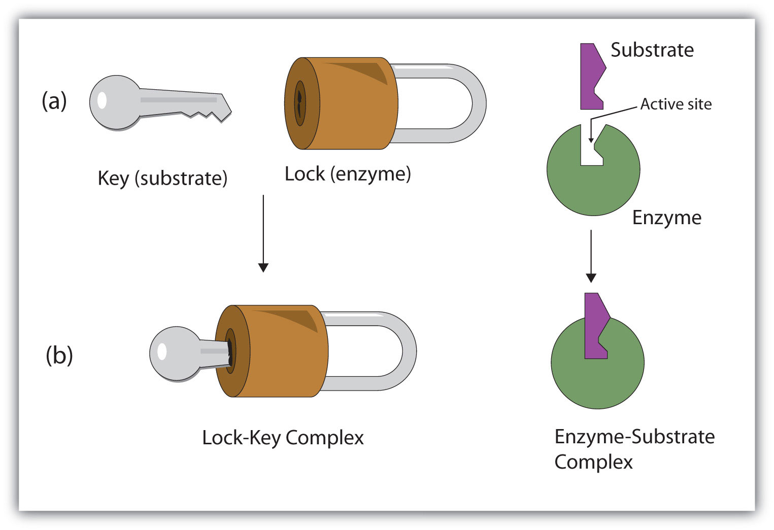 https://saylordotorg.github.io/text_the-basics-of-general-organic-and-biological-chemistry/s21-06-enzyme-action.html