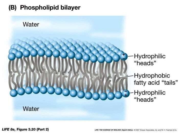 https://www.bioexplorer.net/phospholipid-bilayer.html/